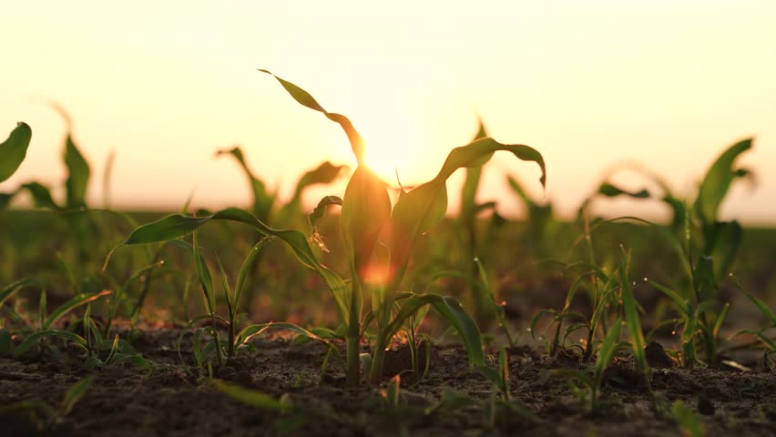 green corn sprout grows ground sunset, agriculture dawn, corn farm row, sprout life agrarian cornfield corncob grass meadow, close nature monoculture landscape botany, environment agricultural organic Royalty-Free Stock Footage #1105253605