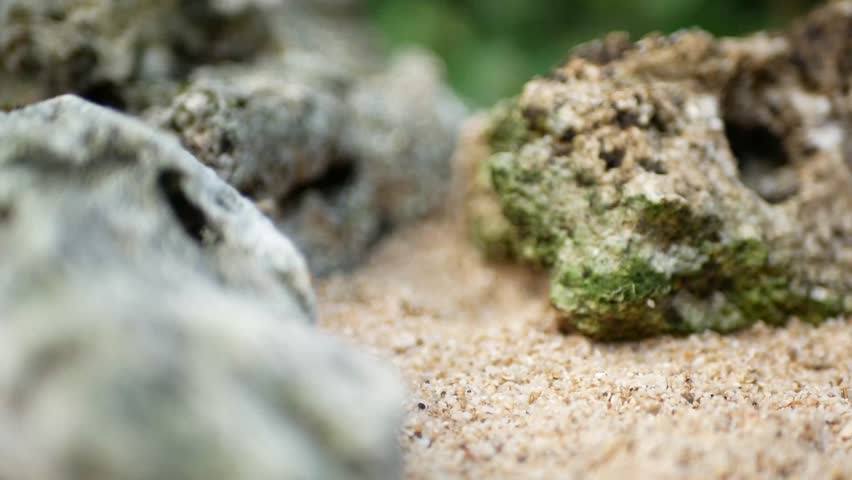 Paguroidea. pictorial hermit crab. Cute hermit crabs.
colorful hermit crabs. colorful hermit crabs walking on sea sand. 