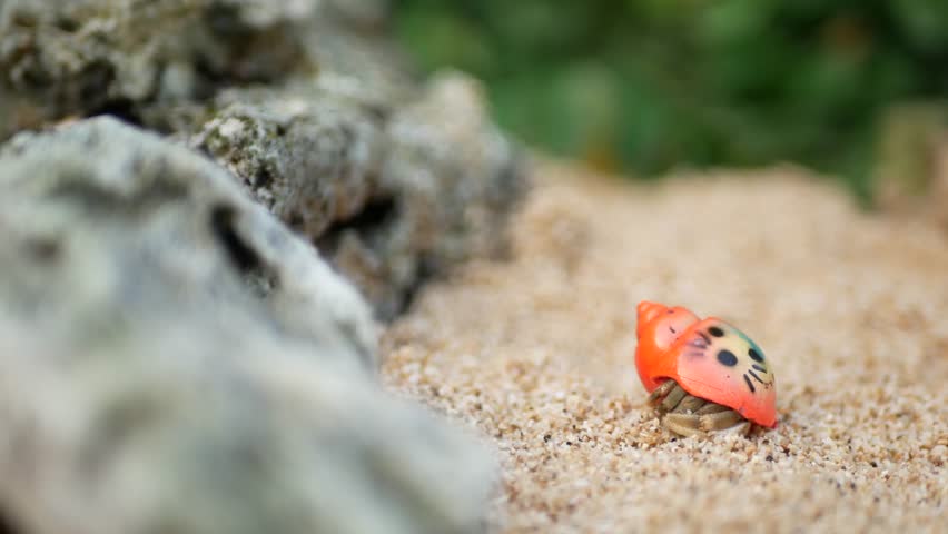 Paguroidea. pictorial hermit crab. Cute hermit crabs.
colorful hermit crabs. colorful hermit crabs walking on sea sand. 