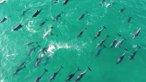 Drone aerial landscape shot of dolphin group pod swimming in Pacific Ocean Terrigal beach nature travel tourism NSW Central Coast Australia 4K
