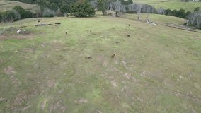 Drone footage passing over ranch cows