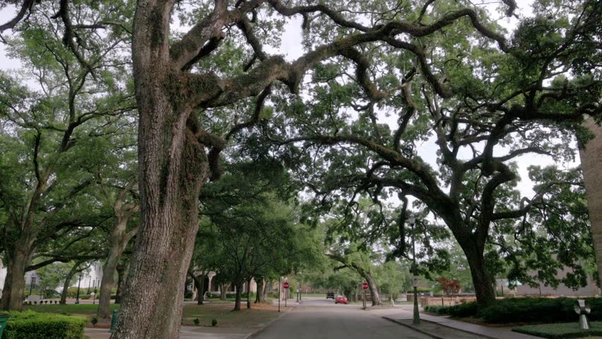 Old Southern Live Oak trees along S. Hamilton Street in Mobile, Alabama with gimbal video walking forward.