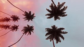 Smoothly moving infinite road with palm trees on both sides with a sunset sky in a bottom view Background. Carefree summer rest concept on vertical video