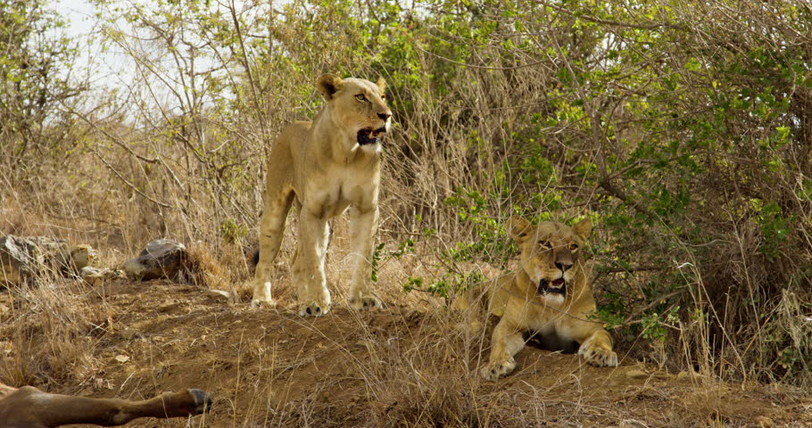 Two panting lionesses rests in shade of African bush to escape heat