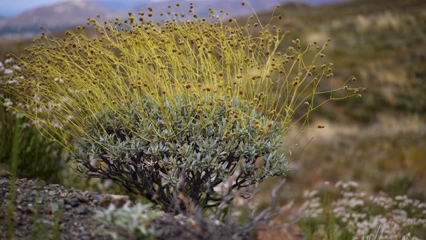 Dried dead flowers on the Brittlebush plant in the desert hills of Lake Elsinore, California swaying in the wind.