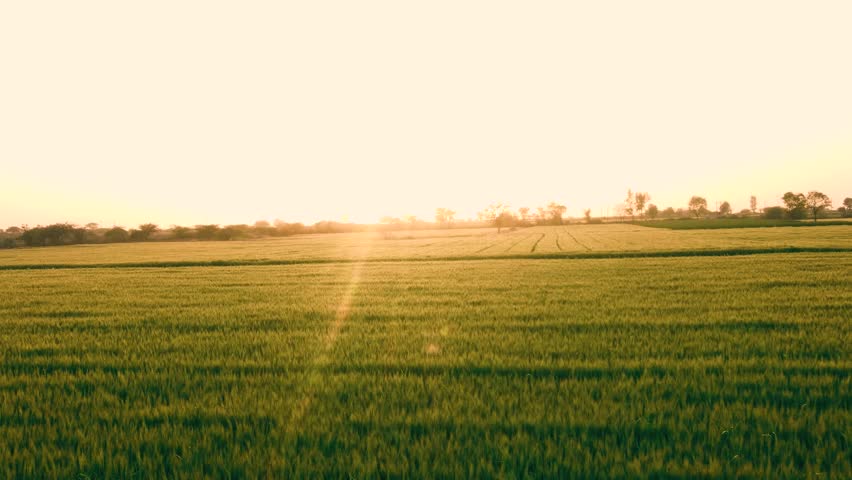 Aerial drone view of Greenfield from young wheat.Young yellow barley swaying strongly in the wind. Backlight. Beautiful endless fields of green-yellow grass go far to the horizon. Agriculture