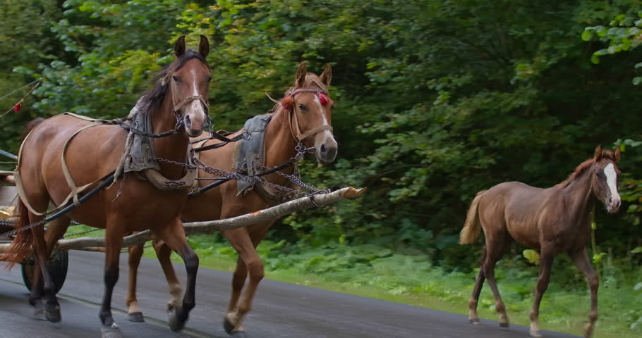 Side view tracking shot of purebred brown horses in harness pulling carriage in slow motion. Graceful animals running on road in forest in Carpathian mountains. Cinema 4k ProRes HQ