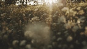 Beautiful asian girl sitting on flowering meadow in park or forest and collecting bouquet of daisies or white wildflowers. Happy woman spending time in nature while self-isolation. Lifestyle concept. - Powered by Shutterstock - Get 15% off with code: PIKWIZARD15