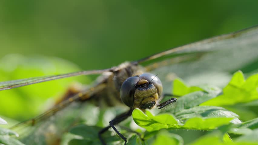 Macro shot of a dragonfly sitting on a leaf of grass and swaying in the wind on a warm sunny day. Predatory insect hiding in the shade from the hot sun