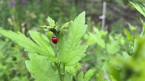 Ladybug, macro video. Creeps on a green leaf, fresh greens. The insect is orange with a black dot. Wildlife flora and fauna. Close-up.