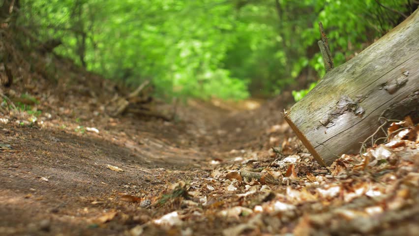 Cyclist Breaks Hard On Forest Path Kicking Up Dirt and Leafs Slow Motion