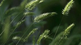 Natural video background with grass spikelets in the wind in the sun. Beautiful soothing slow motion video.