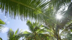Coconut palm leaf swaying wind sun light. Green palm tree low-angle footage blue sky. Trees against sky sun shining. Tropical beach island. Summer background. No people. Video Cinematic, B roll.