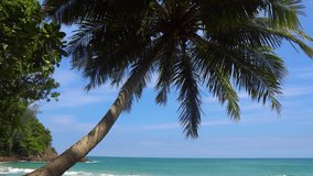 Palm trees beach. Coconut palm trees green row against sun cloud. Silhouette palm trees swaying wind sunshine through leaves blue sky background. Copy space - Powered by Shutterstock - Get 15% off with code: PIKWIZARD15