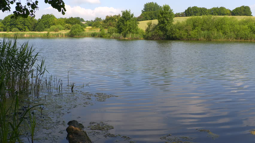 on a pond with calm water in summer
