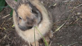 Little cute rabbit eats grass. Farm pet. Forest animal. Closeup video motion