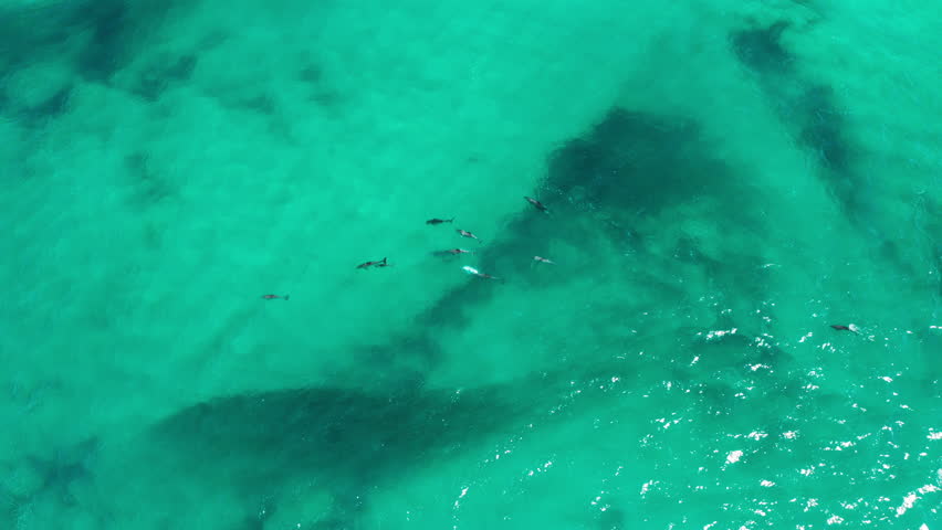 4K Aerial of Dolphins feeding in a pod on a big school of fish. Birds also diving to feed on the fish. Beautiful blue water on Tallow Beach in Byron Bay, Australia. Royalty-Free Stock Footage #1105287453
