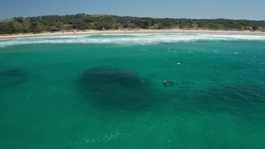 4K Aerial of Dolphins feeding in a pod on a big school of fish. Birds also diving to feed on the fish. Beautiful blue water on Tallow Beach in Byron Bay, Australia. Royalty-Free Stock Footage #1105287595