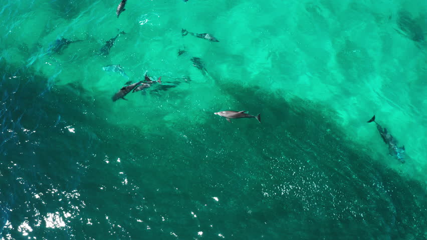 4K Aerial of Dolphins feeding in a pod on a big school of fish. Birds also diving to feed on the fish. Beautiful blue water on Tallow Beach in Byron Bay, Australia. Royalty-Free Stock Footage #1105287597