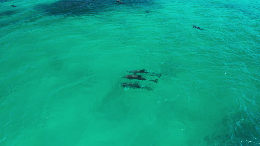 4K Aerial of Dolphins feeding in a pod on a big school of fish. Birds also diving to feed on the fish. Beautiful blue water on Tallow Beach in Byron Bay, Australia. Royalty-Free Stock Footage #1105287601