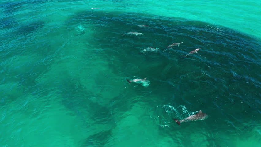 4K Aerial of Dolphins feeding in a pod on a big school of fish. Birds also diving to feed on the fish. Beautiful blue water on Tallow Beach in Byron Bay, Australia. Royalty-Free Stock Footage #1105287779