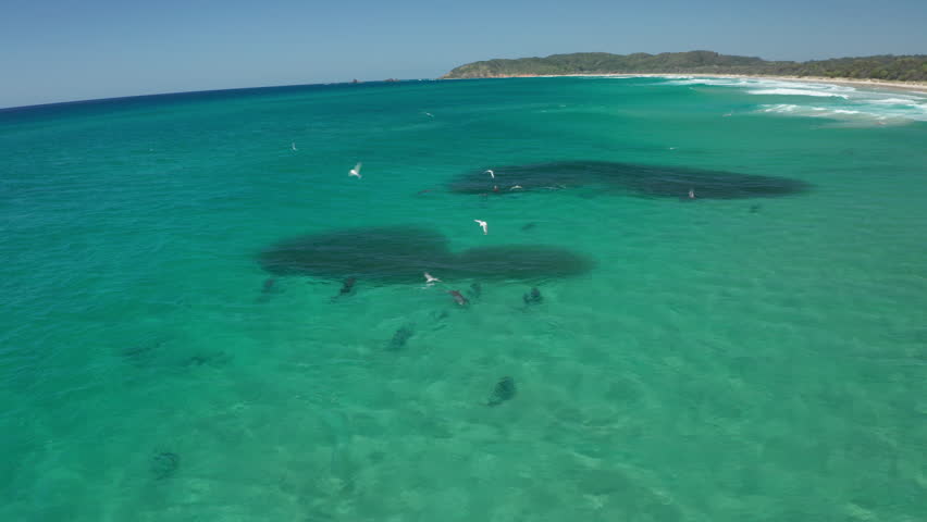 4K Aerial of Dolphins feeding in a pod on a big school of fish. Birds also diving to feed on the fish. Beautiful blue water on Tallow Beach in Byron Bay, Australia. Royalty-Free Stock Footage #1105287953
