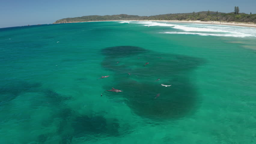 4K Aerial of Dolphins feeding in a pod on a big school of fish. Birds also diving to feed on the fish. Beautiful blue water on Tallow Beach in Byron Bay, Australia. Royalty-Free Stock Footage #1105287957