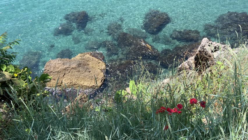 Grass and poppy flowers on the beach over sea.