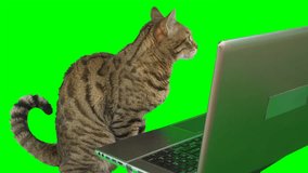 Bengal cat sitting in front of a laptop computer, looking at the screen facing forward on green screen isolated with chroma key.