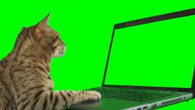 Bengal cat sitting in front of a laptop computer, looking at the screen, putting his paw on the keyboard on green screen isolated with chroma key.