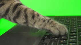 Close-up footage of cat paws typing on computer keyboard on green screen isolated with chroma key.