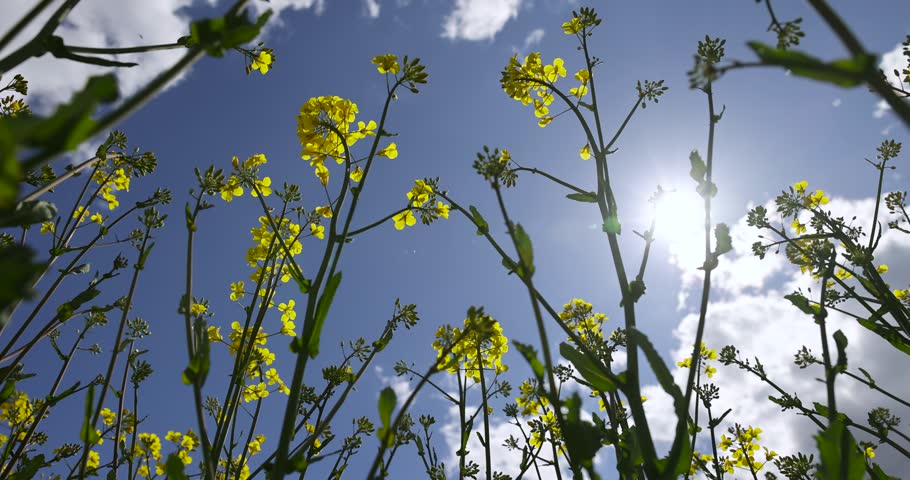blooming with beautiful yellow rapeseed flowers in sunny weather, an agricultural field with rapeseed in sunny spring weather Royalty-Free Stock Footage #1105294823