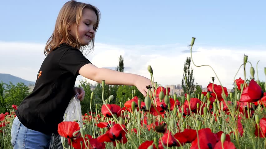 A lovely teenage girl in jeans and a black T-shirt standing in a clearing of blooming poppies and plucks flower petals putting them in a plastic bag. The child arranged the collection of poppy petals