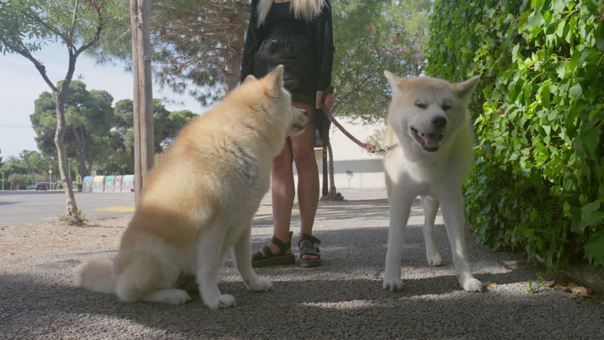 Akita Inu Siblings Resting on Street by Their Master's Feet, She Kisses with Affection Royalty-Free Stock Footage #1105303319