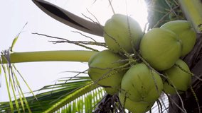 Coconuts on the tree. Close up view coconut water sun on tropical beach island. Video Cinematic, B roll, insert. 