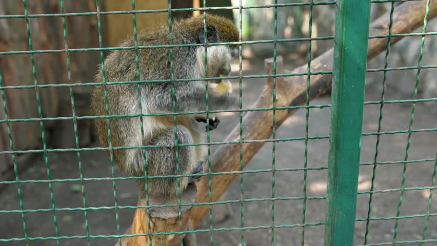 Green monkey also known as the sabaeus monkey eats a banana peel while sitting on a tree branch. Lonely monkey Chlorocebus sabaeus eating at the zoo behind bars in cage and looks around. 4k footage Royalty-Free Stock Footage #1105304407