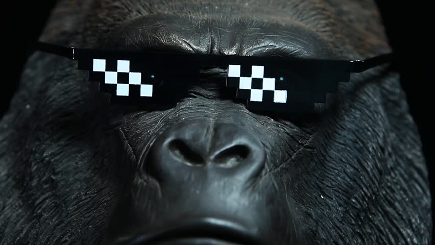 footage of gorilla sunglasses dark background Royalty-Free Stock Footage #1105305757