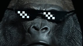 footage of gorilla sunglasses dark background