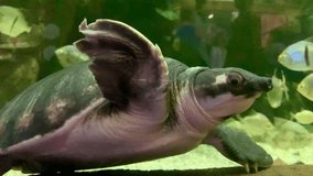 video of a turtle underwater with fish 
