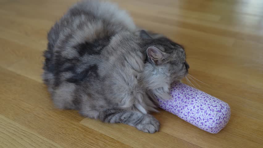 Fluffy gray cat plays with fabric roller filled with dried valerian, rolls on parquet floor, enjoys, excites receptors, herbal intoxication pet tigers