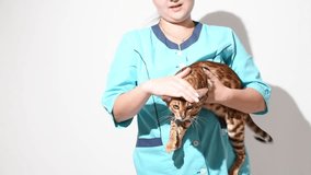 Veterinarian holding bengal kitten on white background. Pet care and treatment concept.Kind vet doctor holds crazy bengal cat and pets it