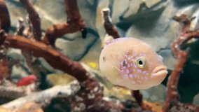 Video of sea fish among rocks and snags with other fish up close 
