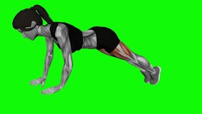 Alternate Single Leg Raise Plank fitness exercise workout animation video female muscle highlight 4K