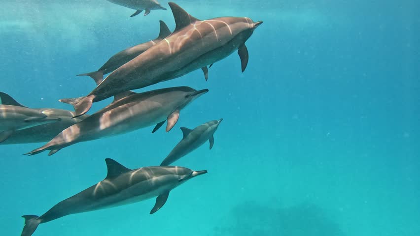 Slow motion, Family of dolphins slowly swim under sufrace of blue water. Spinner Dolphin (Stenella longirostris) Closeup, Underwater shot. Red Sea, Sataya Reef (Dolphin House) Marsa Alam, Egypt