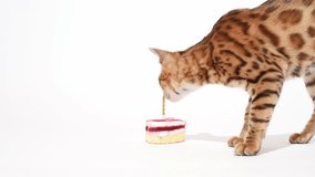 Cute and curious bengal kitten smells birthday cake and bits candle studio shooting. Anniversary and holiday concept funny video