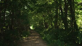 Point of view pov in misty forest road at abandoned village with ghost rumors. Mystic fairy mood, horror and scary atmosphere - Powered by Shutterstock - Get 15% off with code: PIKWIZARD15