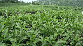  Tea plantations. Slow panning steadicam shot
