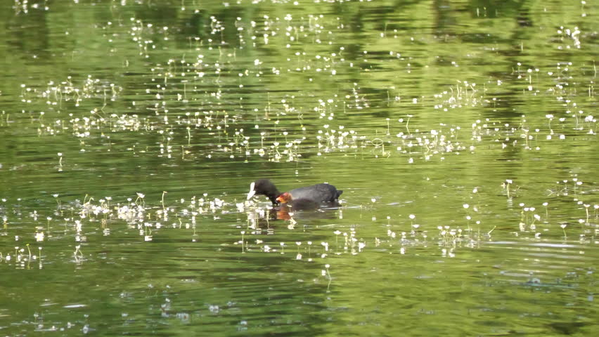 a coot with its chicks swims on a pond and feeds