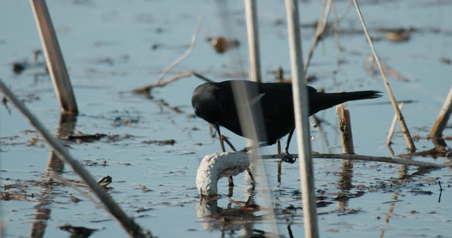 Red-winged Blackbird Eating Feeding Calling Singing in Wetland Pond in Spring