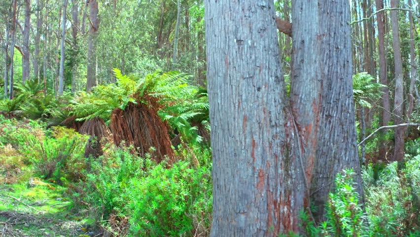 Evergreen Tasmania forest nature landscape. Fern plants and trees, a Nature Video by Banana Republic images